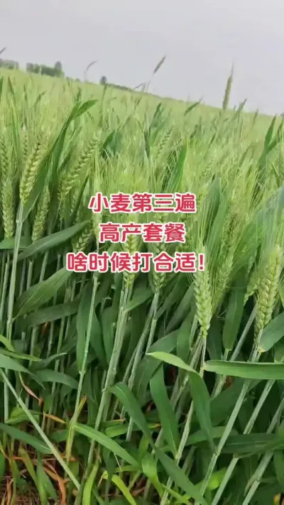 #朝晖农资#小麦#抖音助农#新农人