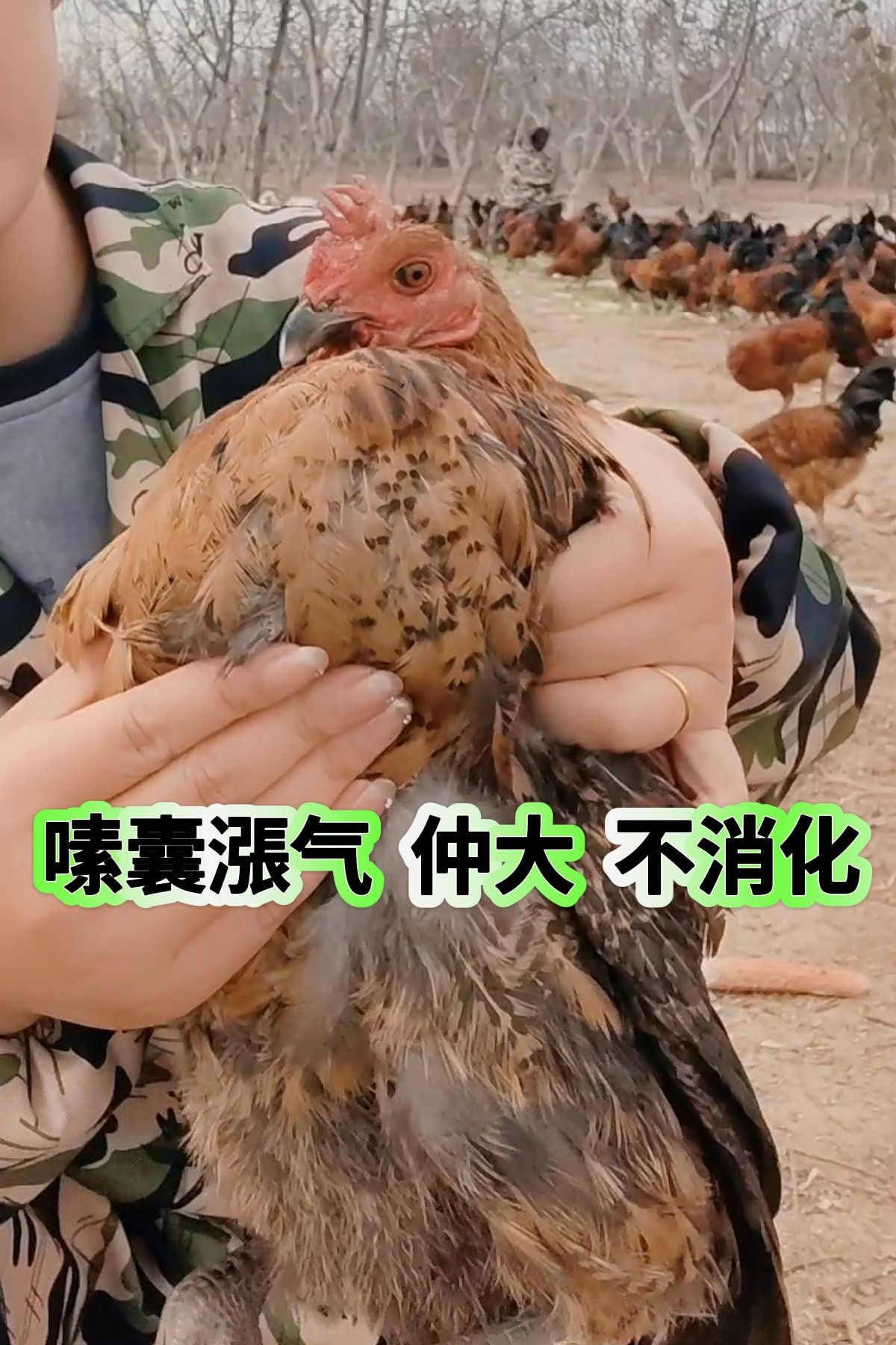 http://static.ixuenong.com/pxn/uploads/prod/thirdfile/2025/05/fb9d0a61812e057c19b7bf37d03953fd.jpg