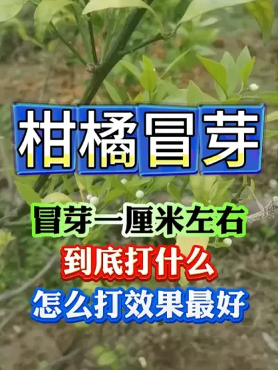 柑橘冒芽一厘米左右，别做错了这件事#果树 #果树种植 #果树管理 #果园管理 #病虫害防治