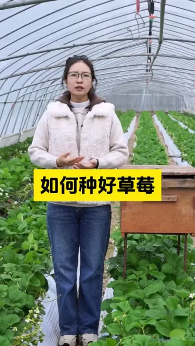 希望大家也能有个好收成！#启明大师姐 #草莓种植管理技术和方法 #农业种植 #草莓种植 #病虫害防治