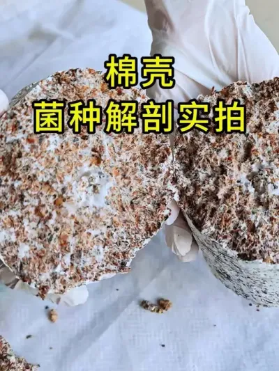 平菇种植，棉壳菌种掰开菌丝实拍，肉眼可见的菌丝都好像在生长，朝气有活力。#平菇种植 #平菇菌种 #食用菌栽培种 #栽培种