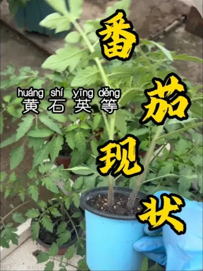 第二次春播的番茄，不知道晚不晚了，希望今年天气给力点吧。我是不抱有太大希望的。#盆栽果树 #记录我的种植生活 #盆栽番茄