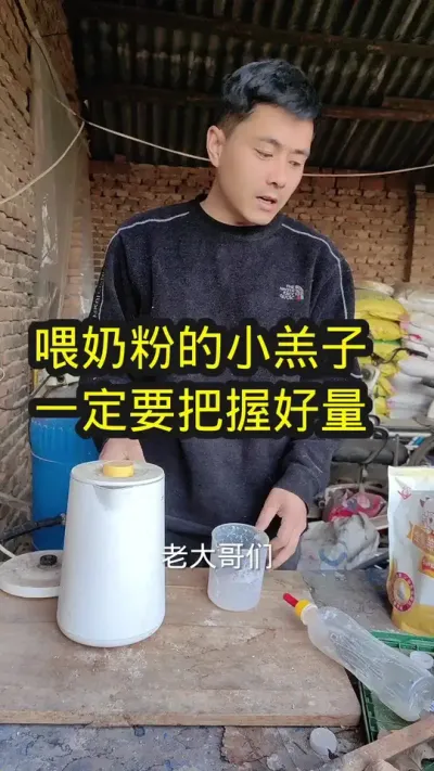 人工给羔羊喂奶粉，一定要把握好饲喂量#养羊技术分享 #农村养羊 #养羊 #羔羊奶粉
