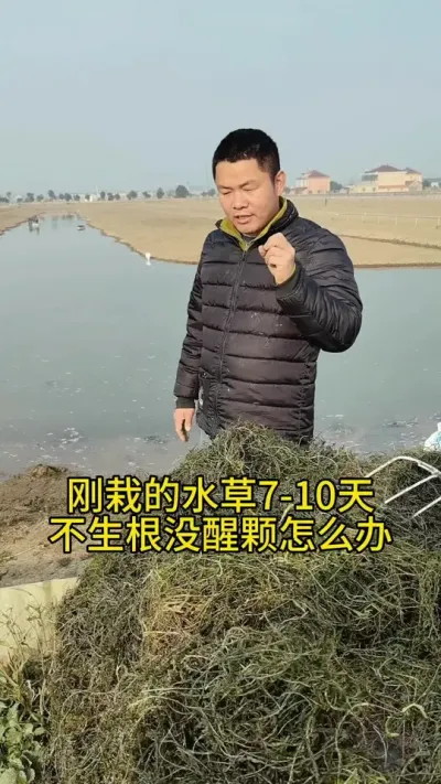 刚栽的水草如何长草 #河蟹养殖 #水产养殖 #养蟹发哥 #蟹塘