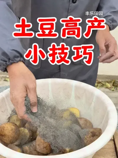 土豆种植高产小技巧#土豆高产种植 #土豆种植 #三农种植新方案 #蔬菜种植管理技术科普 #三农流量扶持计划