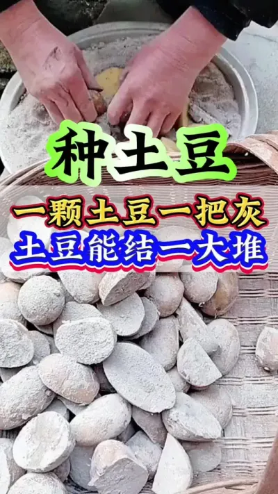 一颗土豆一把灰土豆能结一大堆#土豆种植#土豆 #种土豆 #种植小技巧 #马铃薯
