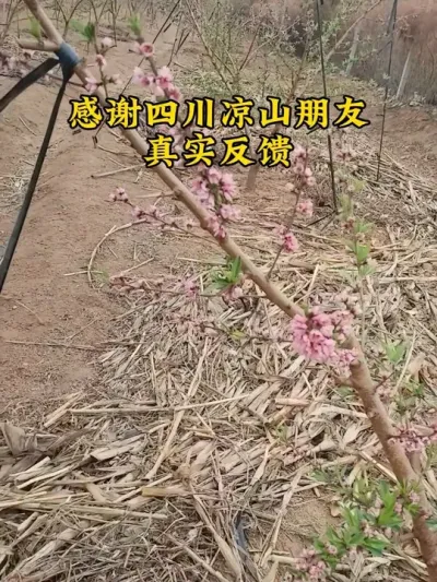#农业种植技术 #苗木人 #优质种苗 #惠农千万家致富人人夸 #农业种植技术 @抖音小助手 @抖音热点 @抖音创作者中心