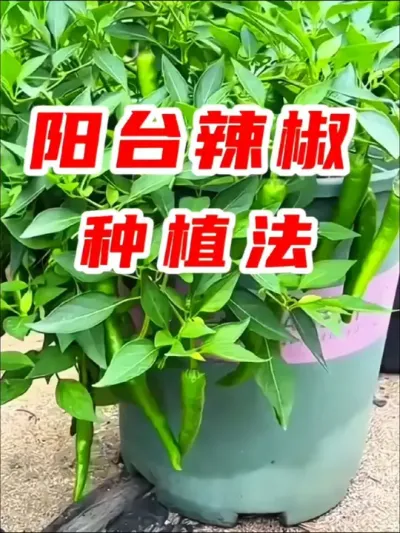 阳台辣椒种植方法#辣椒种植 #种辣椒 #在家种菜 #阳台种植 #种植小技巧