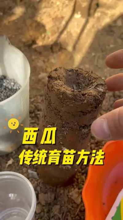 西瓜传统育苗方法，怎么去育苗西瓜苗，移栽后成活快？#在家种菜 #我的乡村生活 #我的小菜园 #种植小技巧 #关注我一起学种菜