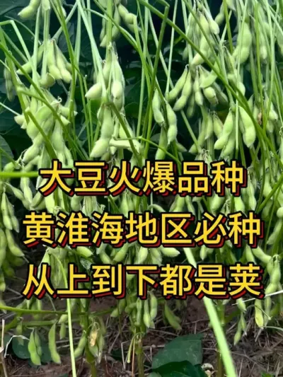 最新国审大豆，结荚密 亩产700斤 #抖音助农 #产量特别高 #种子 #农产品种子 #助力三农