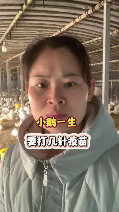 小鹅一生要打几针疫苗？#养鹅技术分享 #科学养鹅 #养鹅人 #养殖人加油 #三农