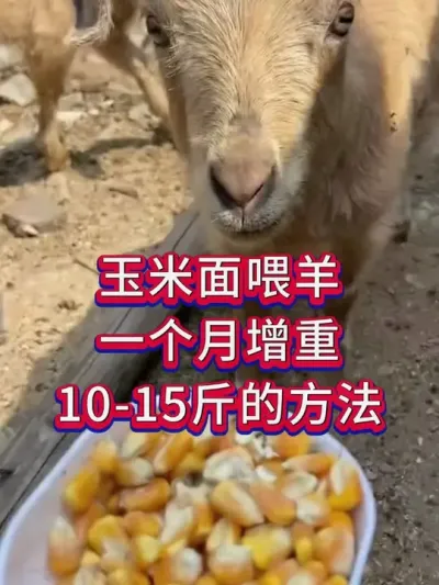 玉米面喂羊，一个月增重10-15斤的方法 #养羊人 #养羊技术 #养羊经验 #养殖技术