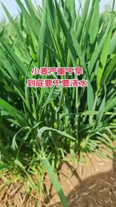 小麦严重干旱，浇水刻不容缓#抖音助农#新农人#种植 #朝晖农资 #小麦
