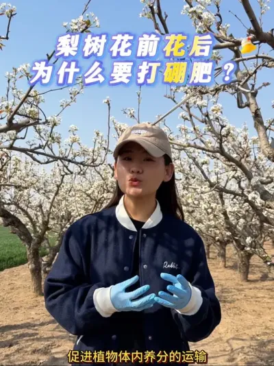 梨园里一片繁忙景象。#来抖音学农技 #抖音助农 #梨树 #果树管理 #硼肥