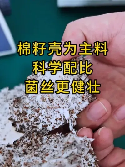平菇种植，棉壳菌种，棉籽壳为主料科学配比，营养更丰富，全国发货。#平菇种植 #平菇菌种 #食用菌栽培种 #栽培种