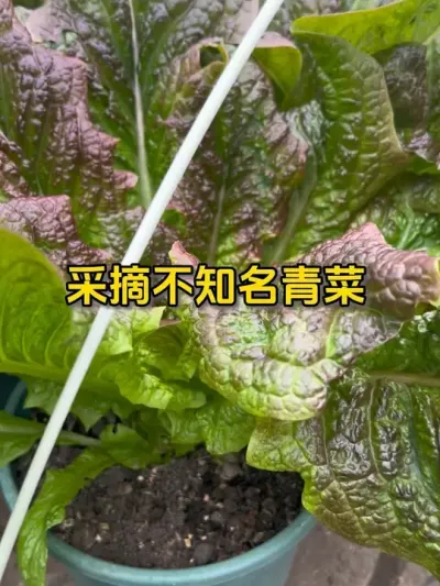 今天初二摘一些不知道名字的青菜，看着是莴苣类的，就是不知道是啥菜，怪好吃的。#记录我的种植生活 #楼顶菜园 #我的小菜园 #自己种的纯天然的绿色蔬菜