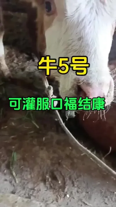 牛5号，预防大于治疗#西门塔尔 #肉牛养殖 #全国养牛人 #科学喂养