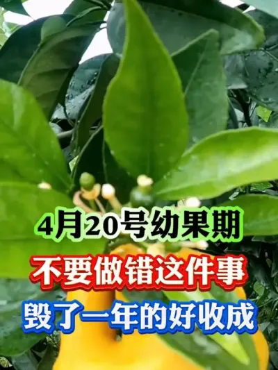 4月20号开始，果树别做错这件事#果树 #果树种植 #果树管理 #果园管理