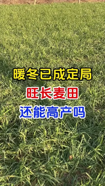 暖冬已成定局，小麦还能高产吗#小麦种植#小麦管理#小麦返青肥#小麦高产