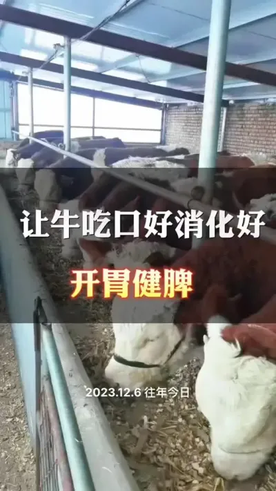 给牛开胃，促消化#科学养殖 #肉牛养殖 #养殖户 #西门塔尔母牛 #西门塔尔繁殖母牛