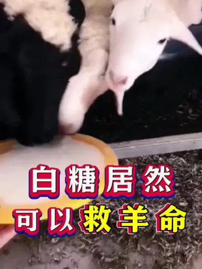 白糖居然可以救羊命 #养羊 #科学养羊 #新手养羊 #牛羊养殖