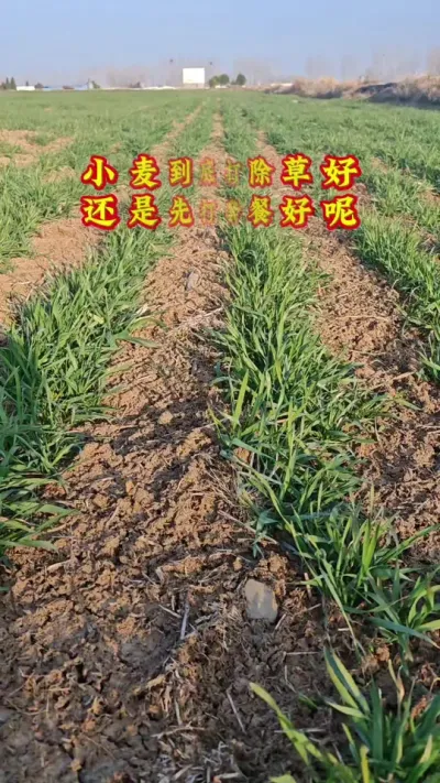年后除草要注意#抖音助农 #农业人 #农业种植 #种地不容易 #小麦