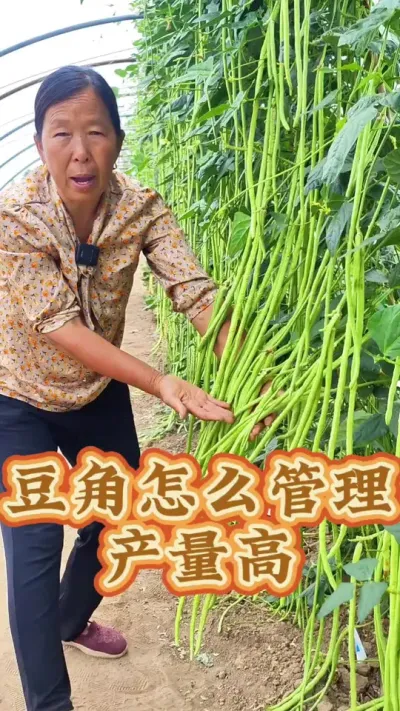 豆角怎么管理产量高 豆角怎么打顶你知道吗#豆角种植 #跟着杨姐学种菜 #生菜杨姐 #蔬菜种植 #三农 @DOU+小助手