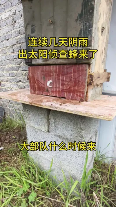 大部队什么时候来#蜜蜂养殖 #三农 #诱蜂