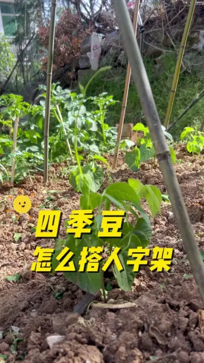 四季豆怎么搭人子架？四季豆种植过程#在家种菜 #我的乡村生活 #农业种植 #种菜要有种菜的样子 #种植小技巧