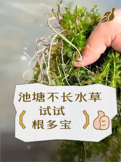 如果你家的伊乐藻栽种后越养越小，教你一个简单方法 #水产养殖 #鱼虾蟹养殖 #助力三农 #水草 #养殖人 @DOU+小助手