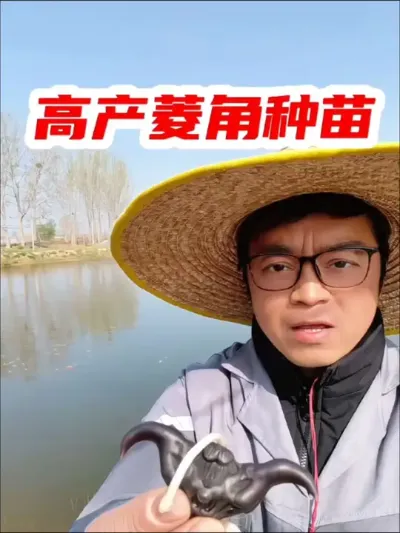 #菱角 种植简单，随手撒播即可，产量高，鱼塘虾塘水缸都可以种，生吃熟食都好吃 #菱角种子 #优质农产品 #我的乡村生活 #抖音助农