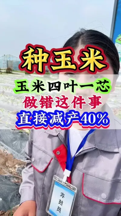 玉米四叶一芯，做错这件事，直接减产40%#玉米#玉米种植 #玉米管理 #玉米高产 #种玉米