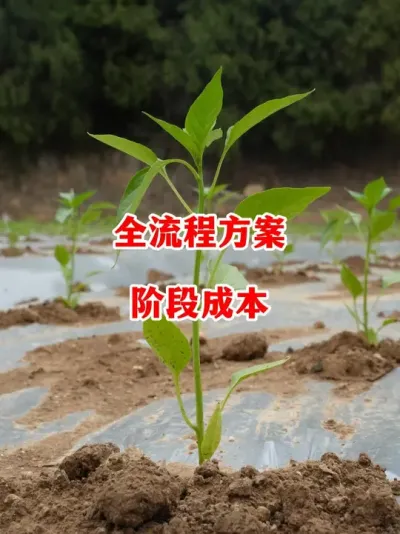 辣椒全流程种植方案成本需要多少#辣椒种植 #辣椒 #小米椒 #线椒 #来抖音学农技