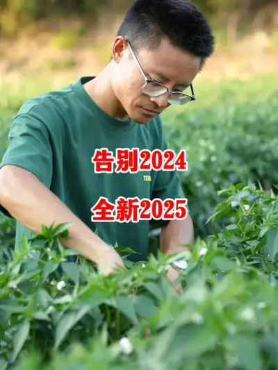 2024年完美的落幕了迎接全新的2025年#辣椒种植 #辣椒 #小米辣 #线椒 #来抖音学农技