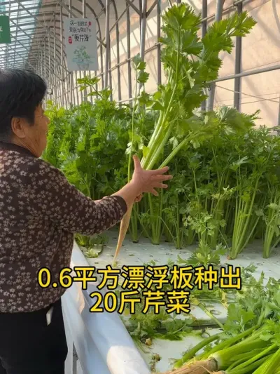 #无土栽培 #三农 #智慧农业 #漂浮板水培#立体农业
水培芹菜的产量和品质把大妈乐坏了