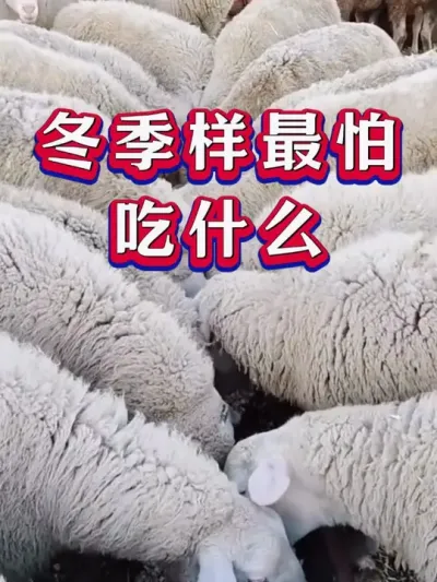 冬季样最怕吃什么 #养羊 #养羊人 #新手养羊
