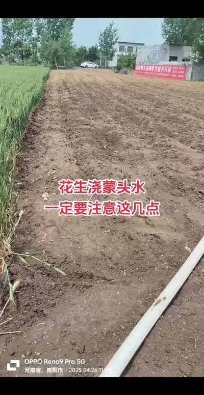 #种植#花生#抖音助农#高产#朝晖农资