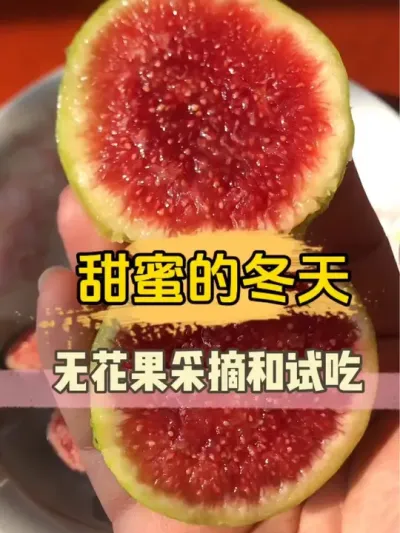 果酱口感的无花果你想吃吗？丝滑香浓的口感，一口惊艳！#无花果 #记录我的种植生活 #阳台盆栽 #三农 #新鲜采摘