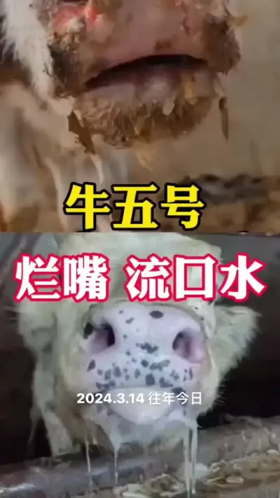 牛五号，烂醉，流口水，不爱吃#科学喂养 #养殖户 #全国养牛人 #科学养殖