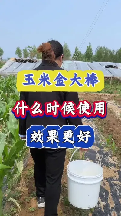 玉米金大棒，什么时候使用，效果更好#玉米 #农业种植 #玉米高产管理 #三农 #玉米高产