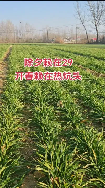 2025年是个丰收年#抖音助农 #农业人 #农业种植 #小麦 #种地不容易