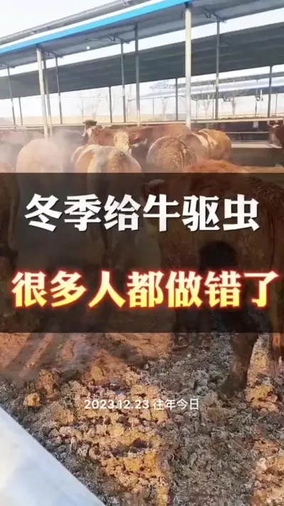 冬季给牛驱虫，你做对了吗#西门塔尔育肥牛 #全国养牛人 #养殖户 #西门塔尔