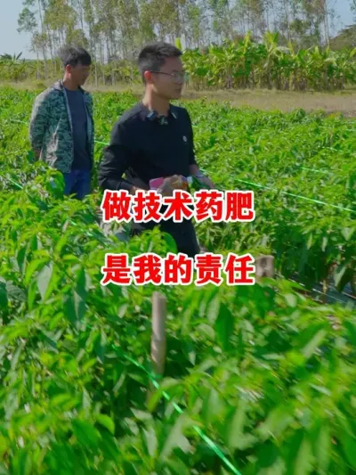 做好自己分内之事，为种植户的农业种植负责#辣椒种植 #辣椒 #小米辣 #线椒 #来抖音学农技