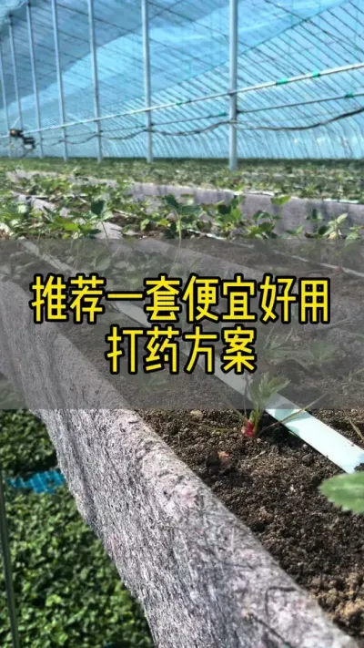 推荐一套现阶段便宜好用的打药方案#草莓育苗基地