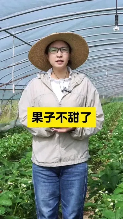 现在温度是越来越高了，草莓不甜了也正常！#启明生物大师姐 #农业种植 #草莓种植管理技术和方法 #新农人计划 #三农
