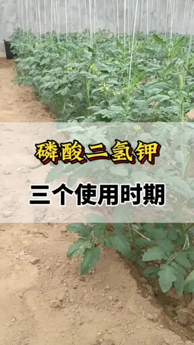 磷酸二氢钾，三个使用时期#磷酸二氢钾的作用与用途 #磷酸二氢钾 #服务三农支持三农 #磷酸二氢钾的功效 #番茄高产种植方法