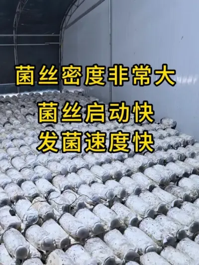 平菇棉壳菌种，随便掰开，可见的菌丝体非常健壮，好菌种得好菇，全国发货。#食用菌栽培 #平菇种植 #平菇菌种 #栽培种