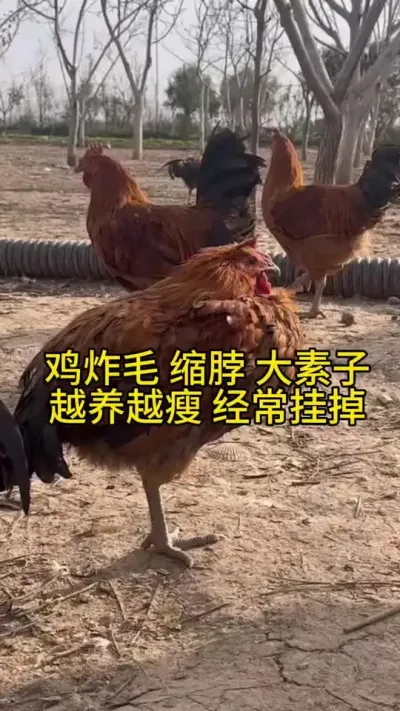 鸡炸毛缩脖大素子，越养越瘦，经常挂掉怎么办#服务三农支持三农 #鸡鸭鹅养殖 #科学养鸡 #养鸡人 #鸡病防治