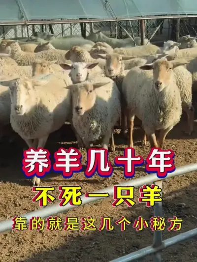 养羊几十年，不死一只羊，靠的就是这几个小秘方 #养羊 #科学养羊 #新手养羊 #牛羊养殖