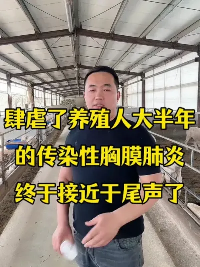 肆虐了养殖人大半年的传染性胸膜肺炎终于&middot;接近于&middot;尾声了 #猪牛羊传染性胸膜肺炎   #烂肺病     #牛羊养殖